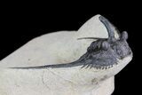 Kettneraspis Prescheri Trilobite - Long Occipital Spine #74706-2